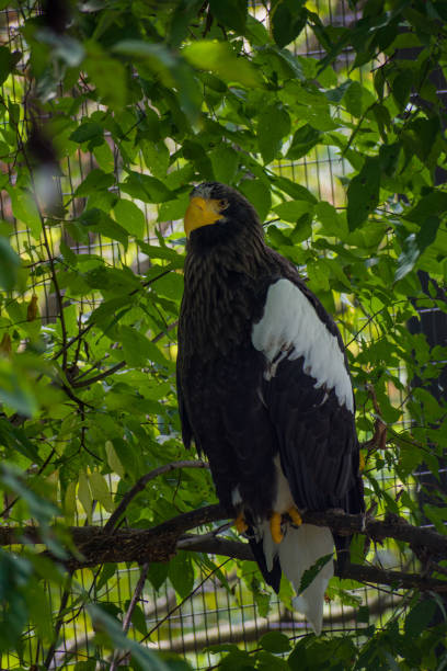 istock Vertical closeup of the Steller's sea eagle. 1460739932