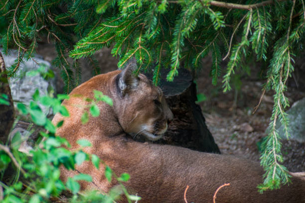 istock Closeup of the North American cougar. 1460739941