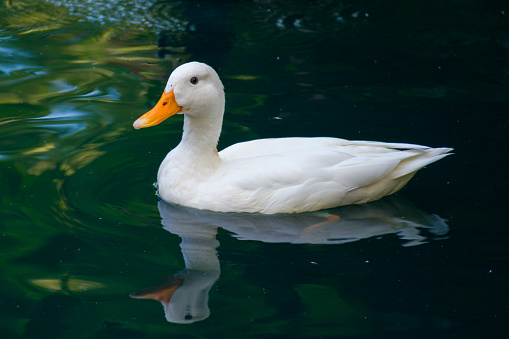 A closeup of a white duck swimming in the lake.