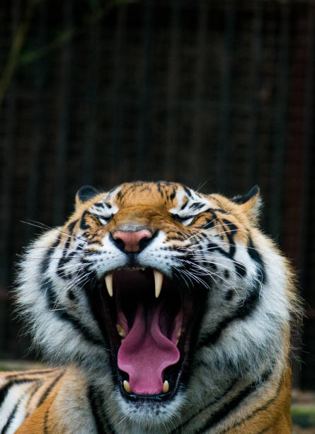 istock Vertical closeup of the yawning tiger. 1460739987