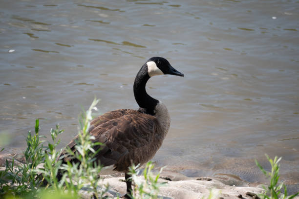 istock Goose walking by a lake at daytime 1460740020