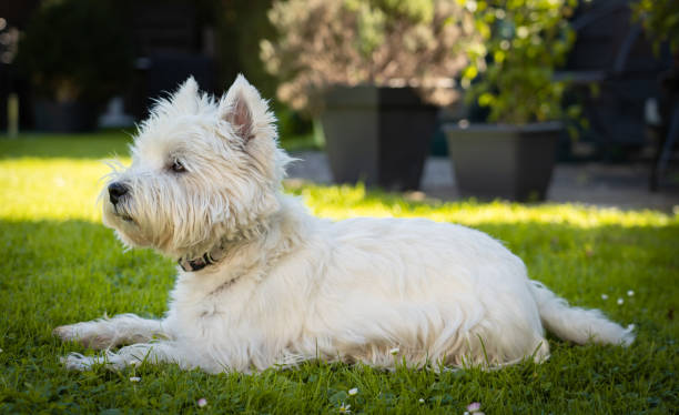 istock Cute West Highland White Terrier in the garden 1460740028