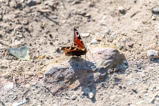 A red butterfly on a stone under the sun and casting a distinct shadow