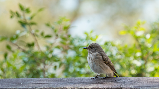 A small Old world flycatcher perched on a wood in the park