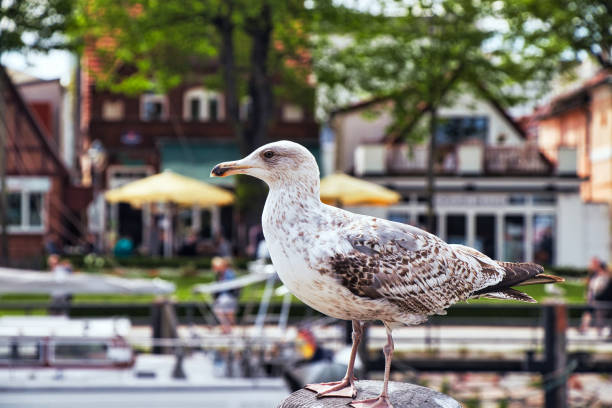 istock Seagull in Warnemunde on the Baltic Sea 1460741302