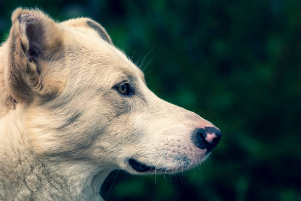 istock Selective focus shot of a white street dog 1460741372