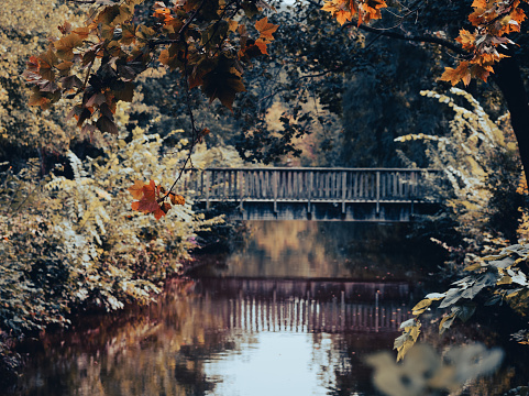 A wooden bridge on a lake with beautiful trees around.