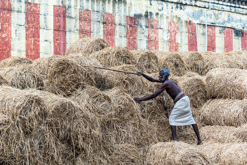 Kumbakonam, India - February 2020: An Indian man picking straw from a large haystack in a village in Tamil Nadu.