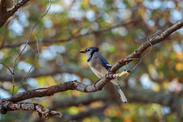 istock Closeup of a blue jay perched on a tree branch in a forest under the sunlight 1460742128