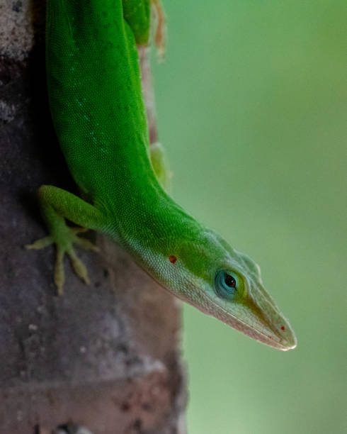 istock Vertical shot of a small green Anole lizard on a blurry background 1460742173
