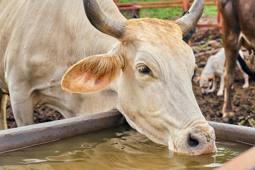 A closeup of a cow with sharp short horns drinking water from the metal container in the farm