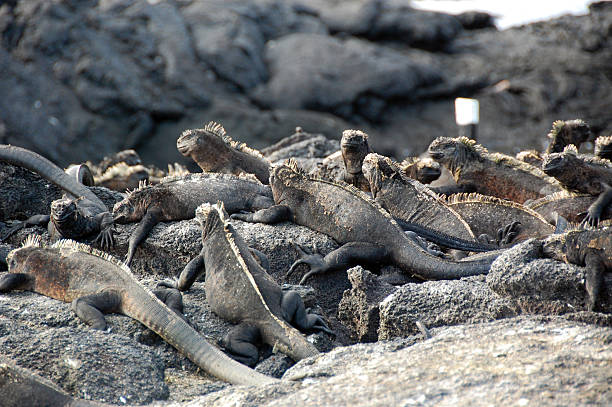 Galapagos Iguanas stock photo