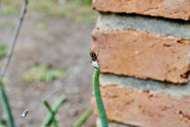 A selective focus of a spider on the spiderweb in the garden