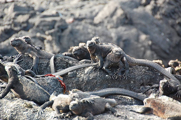 Marine Iguanas stock photo