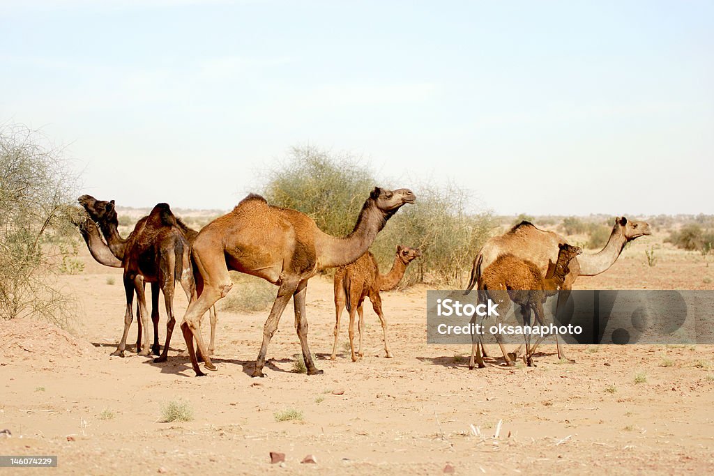 L'India - Foto stock royalty-free di Adulazione