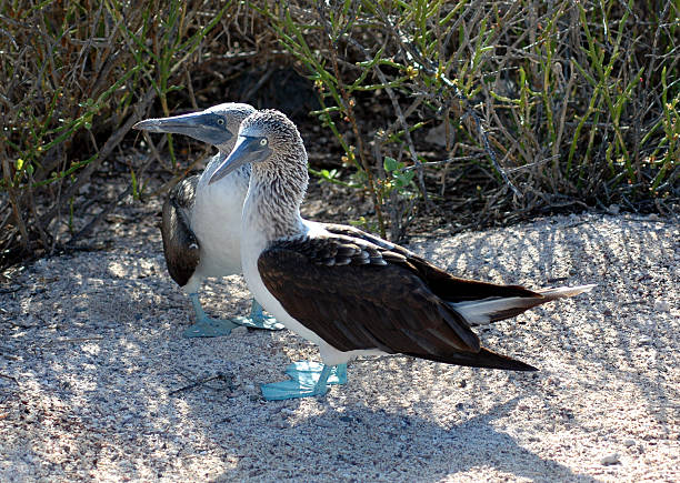 Blue-footed boobies stock photo