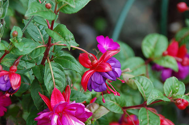 fuchsia flower stock photo