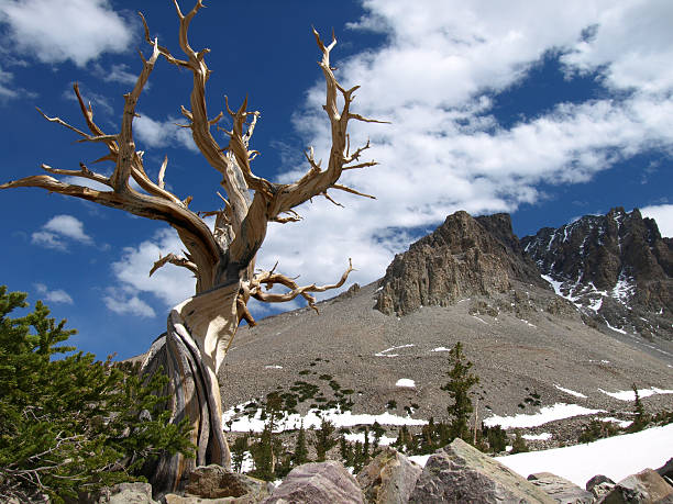 au-dessus du désert - bristlecone pine photos et images de collection