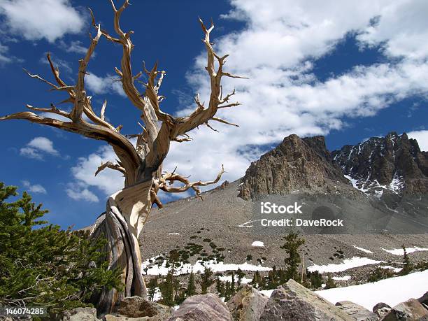 Foto de Acima Do Deserto e mais fotos de stock de Parque Nacional Great Basin - Parque Nacional Great Basin, Pinho Bristlecone, Great Basin