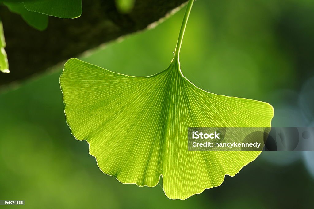 Ginkgo Leaf - Lizenzfrei Ginkgobaum Stock-Foto