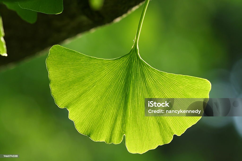 Foglia di Ginkgo - Foto stock royalty-free di Ginko Biloba