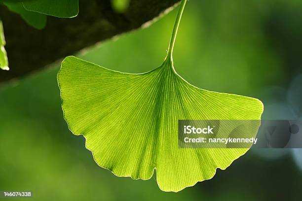 Foglia Di Ginkgo - Fotografie stock e altre immagini di Ginko Biloba - Ginko Biloba, Antiossidante, Colore verde