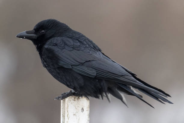 istock Closeup of a black American crow perched on a pillar 1460744842
