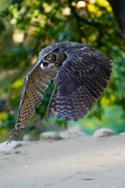 istock Vertical shot of a flying great grey owl in a park 1460744851