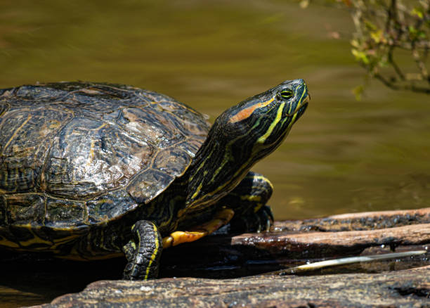 istock Closeup shot of a turtle outdoors during the day 1460745026