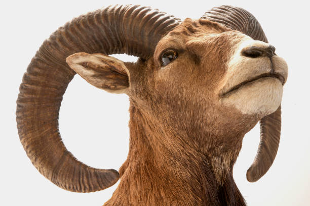 istock isolated head of a stuffed mouflon 1460745048