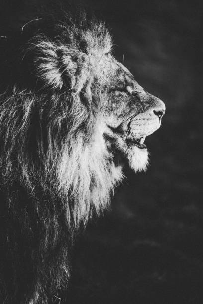 istock Vertical grayscale shot of a lion 1460745107