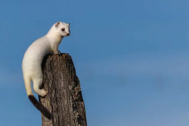 A selective of a short-tailed weasel (Mustela erminea) in white winter fur