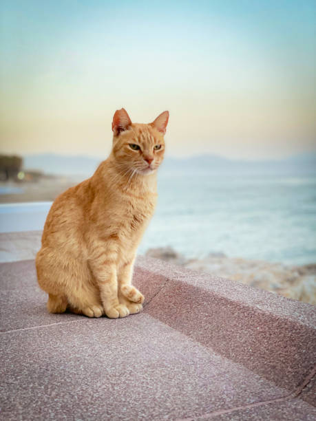 istock Cat Sitting Wall Beach Sunshine brown tigered 1460745226