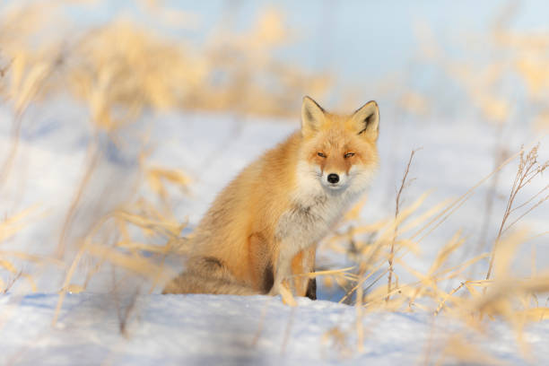 istock Red fox in a snow-covered winter landscape 1460745382