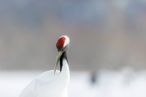 A red-crowned crane in a snow-covered winter landscape