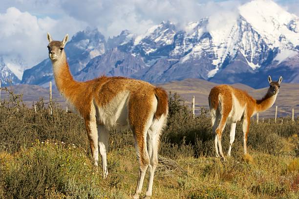 istock guanacos in the wild 146074573