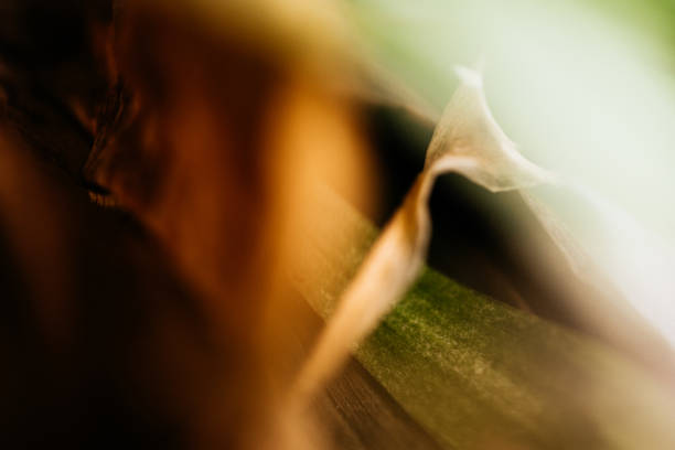 Dried leaves closeup,  abstract background.
