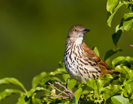 Brown Thrasher (toxostoma refum) ptotecting it's nest in the undergrowth