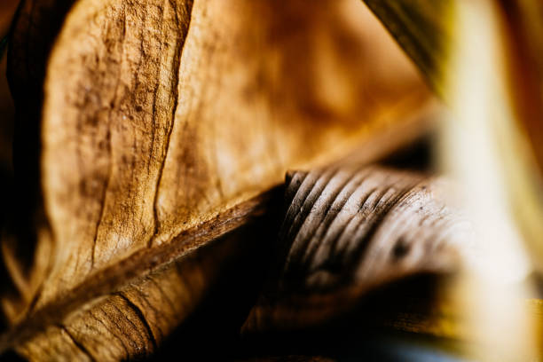 istock Dried leaves of various plants. 1460746823