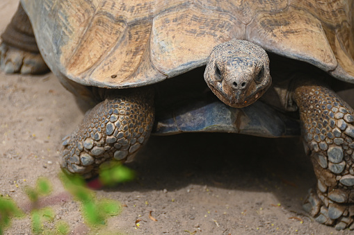 Close-up of a tortoise in Oudtshoorn, South Africa