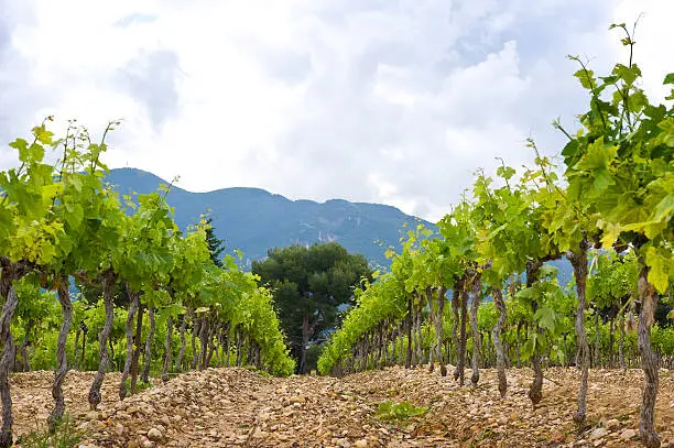 The neatly aligned grape vines in a vineyard in the Cote du Rhone, South of France,