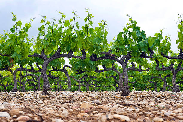 Vineyard stock photo