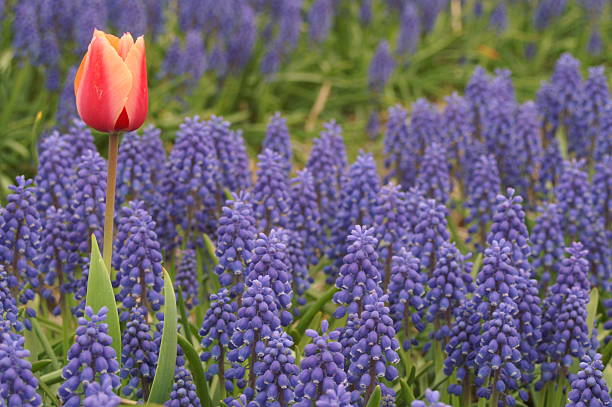 istock Flowers in the field 146074939