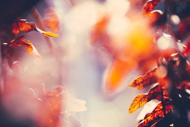 Macro photo of dried leaves. Autumn background.