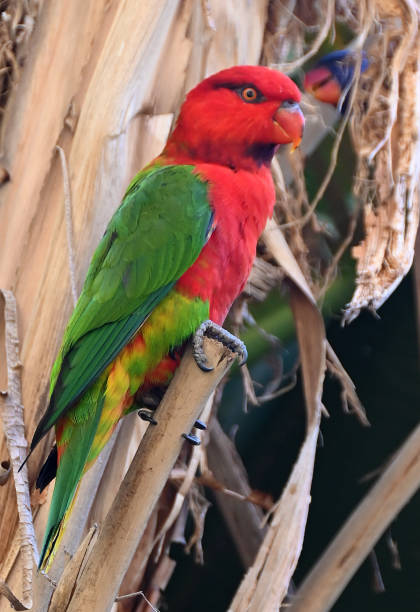 istock Chattering lory - Oudtshoorn, South Africa 1460749500