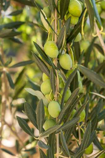 Branch of olive with fruits, mediterranean olive tree, Olea europeana sylvestris on white background