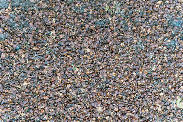 Closeup of the texture in a tropical palm tree.