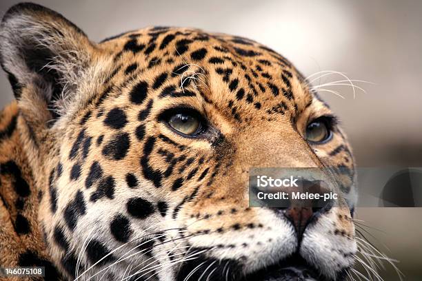 Jaguar Retrato Foto de stock y más banco de imágenes de Animal - Animal, Cabeza de animal, Fauna silvestre
