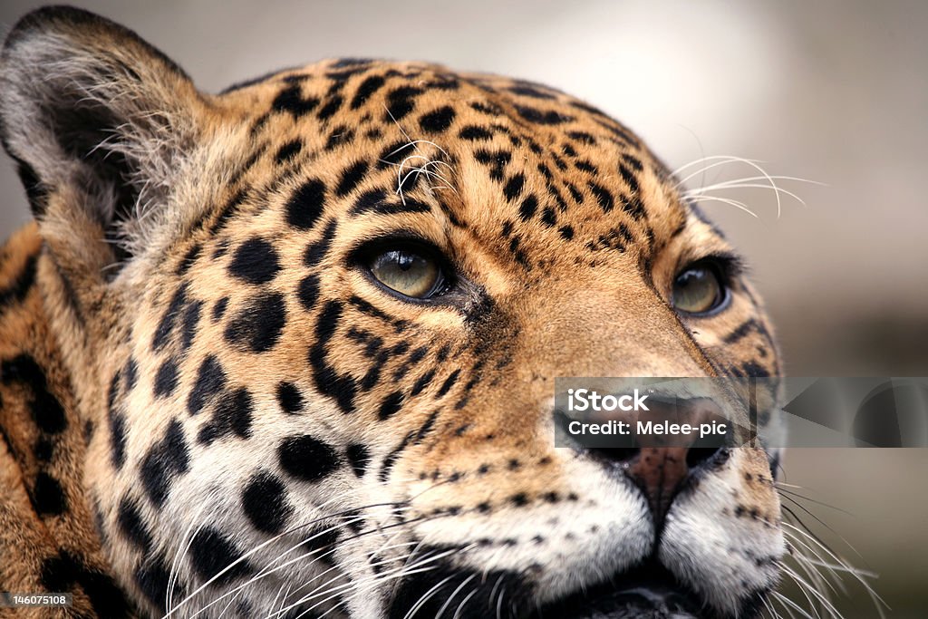 Jaguar Retrato - Foto de stock de Animal royalty-free