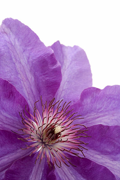 Purple Clematis flower stock photo